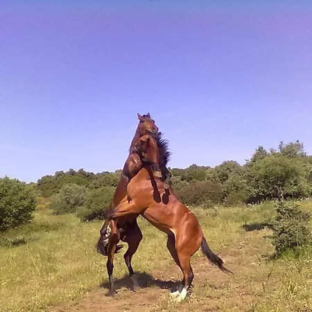 Su Barcu קאלה גונונה