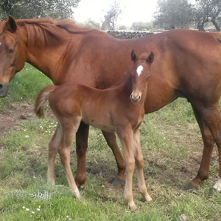 בית חווה Su Barcu