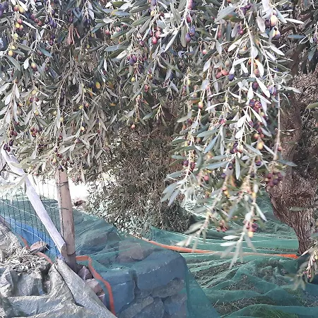 בית חווה Su Barcu